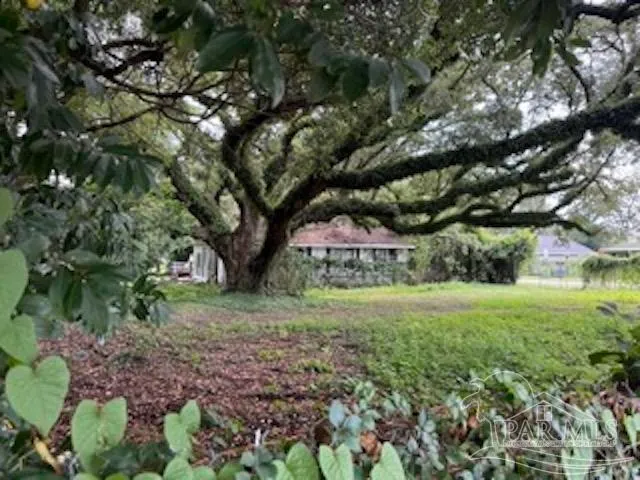 a view of a garden with plants