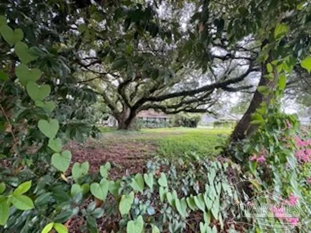 a view of a forest that has a tree