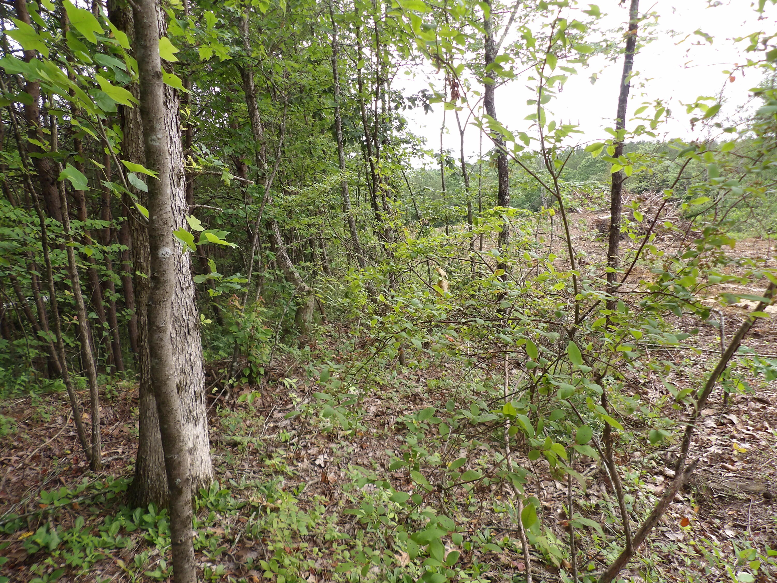 Lot 7 Hughes Cemetery Road, Unit 7 Evensville, TN 37332 - Photo 12 of 14 100_1574