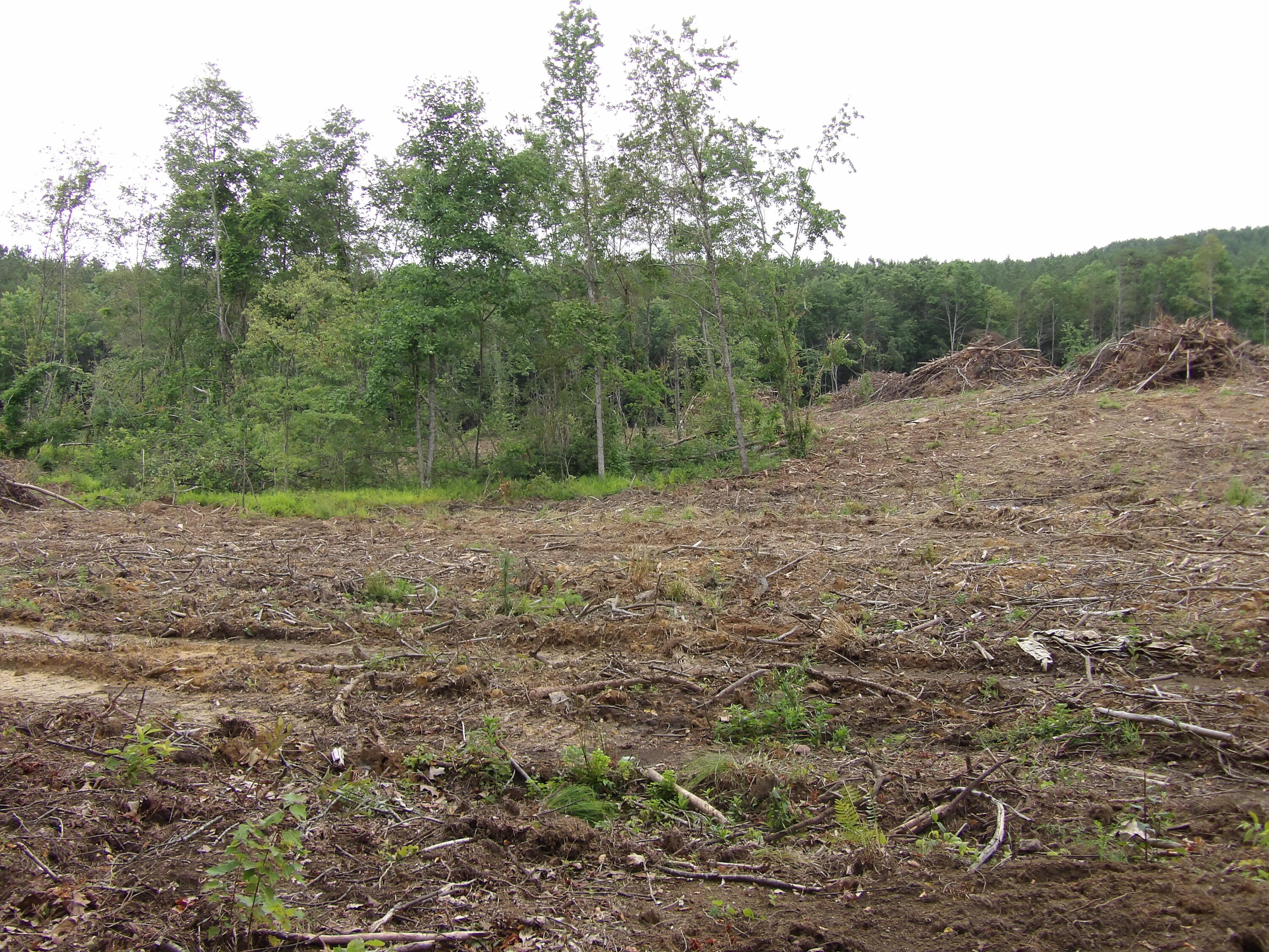 Lot 7 Hughes Cemetery Road, Unit 7 Evensville, TN 37332 - Photo 4 of 14 100_1567