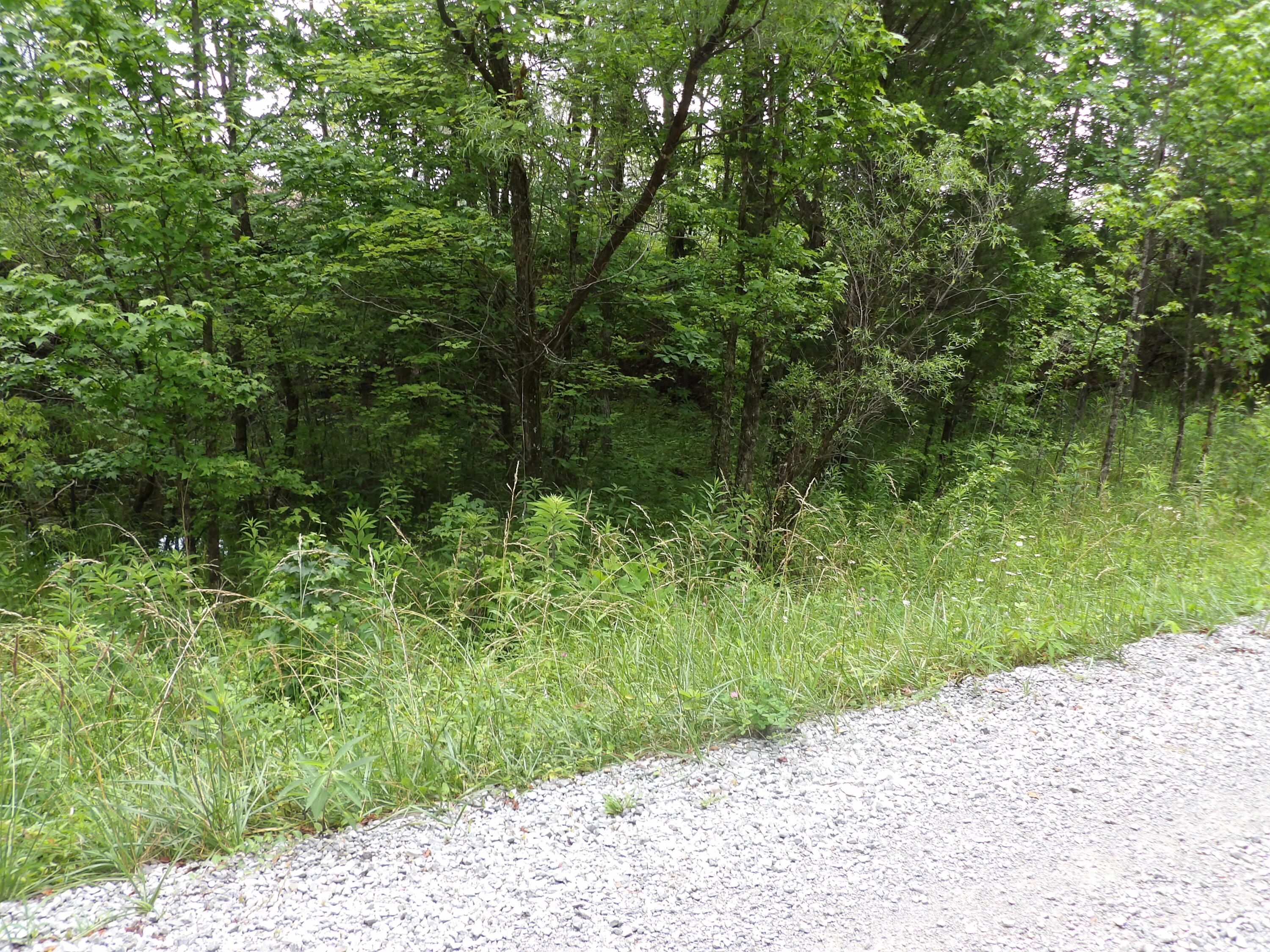 Lot 7 Hughes Cemetery Road, Unit 7 Evensville, TN 37332 - Photo 5 of 14 100_1565