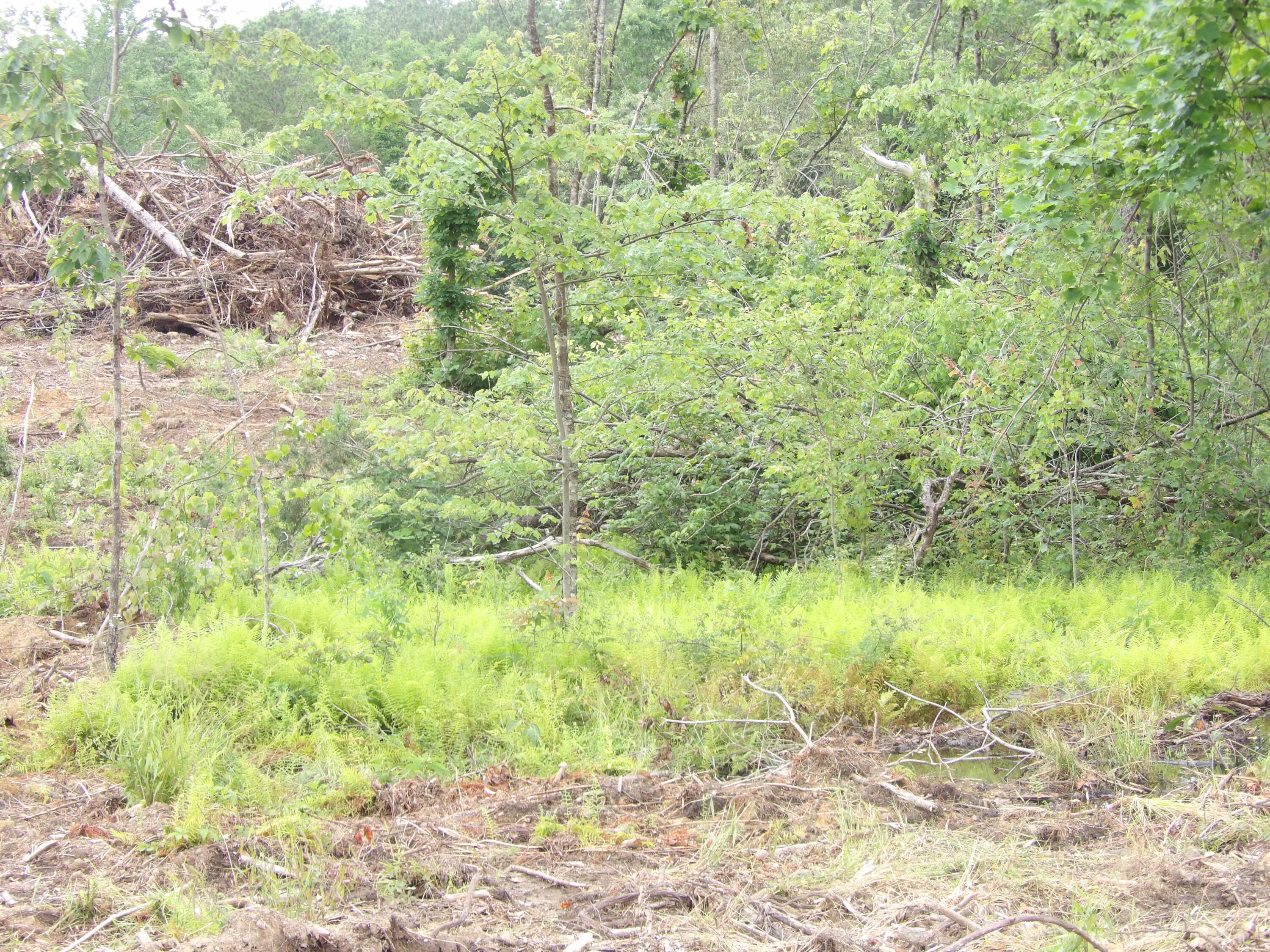 Lot 7 Hughes Cemetery Road, Unit 7 Evensville, TN 37332 - Photo 10 of 14 100_1572