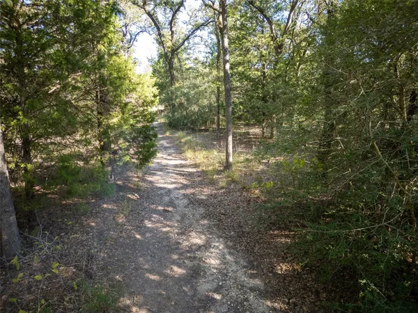 a view of a forest with trees