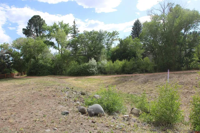 a view of a yard with a trees