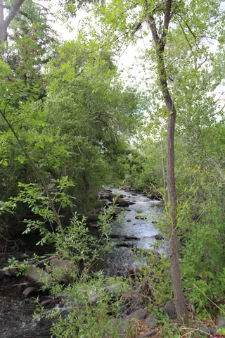 a view of a forest filled with trees