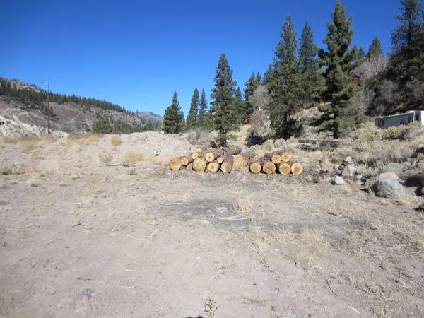 a view of a dry yard with a large tree