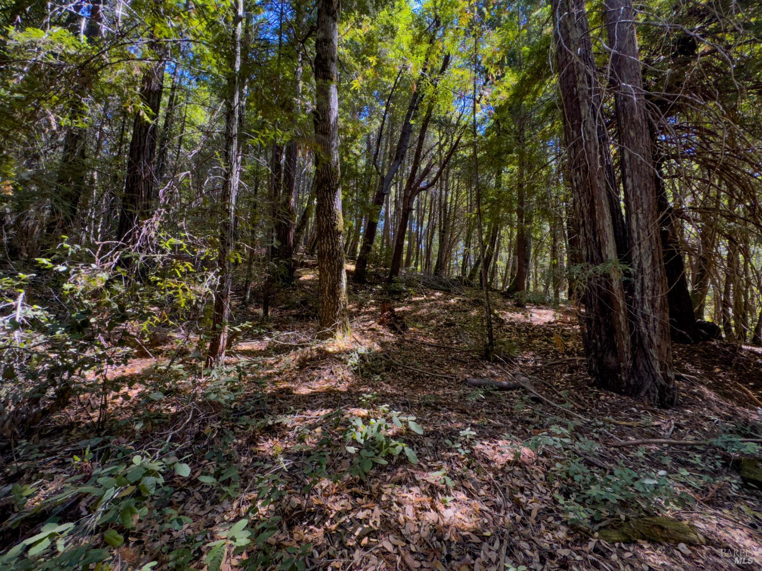3700 Redwood Creek Road Willits, CA 95490 - Photo 4 of 12 a view of a forest with trees
