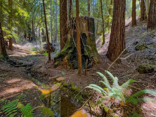 a view of a yard with plants and trees