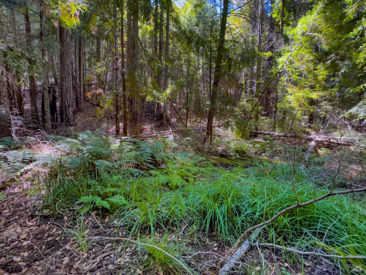 3700 Redwood Creek Road Willits, CA 95490 - Photo 10 of 12 a view of outdoor space and green space