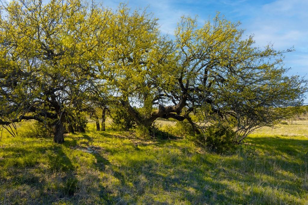 0 Poverty Canyon Road Robert Lee, TX 76945 - Photo 31 of 39 View of local wilderness