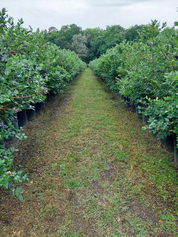 56265 Griffin Road Callahan, FL 32011 - Photo 10 of 29 Gallery Image 10