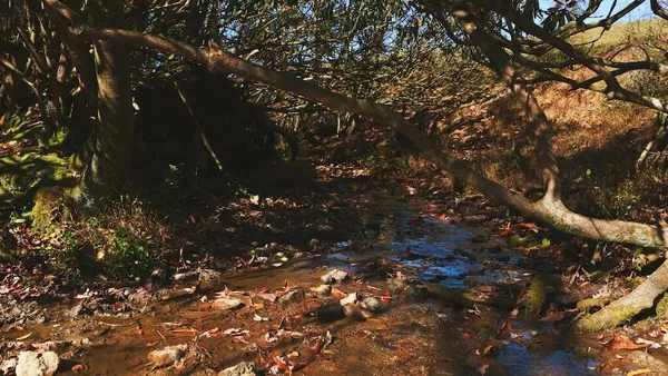 a picture of tree