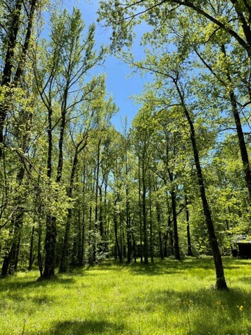 6 Gonzales Road Roxie, MS 39661 - Photo 28 of 40 Photo 28