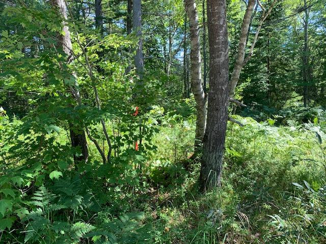 0 North Whitefish Point Road Paradise, MI 49768 - Photo 4 of 8 Gallery Image 4