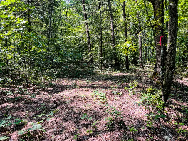 a view of a yard with plants and large trees