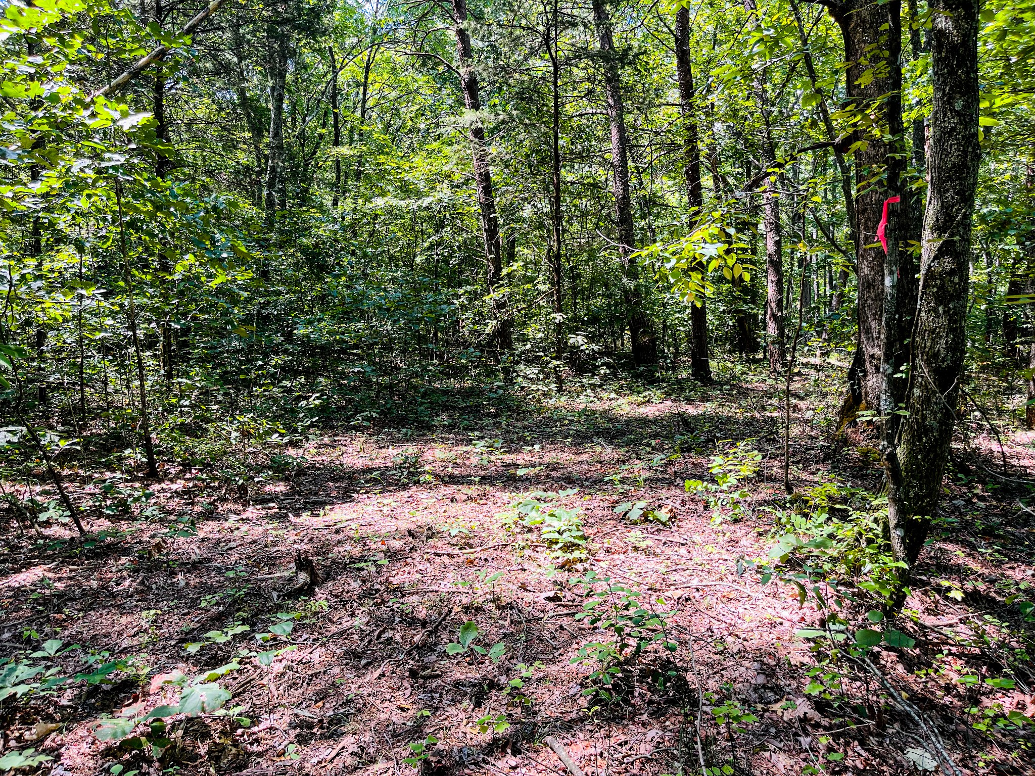 84 Sunset Bluff Monteagle, TN 37356 - Photo 3 of 11 a view of a yard with plants and large trees