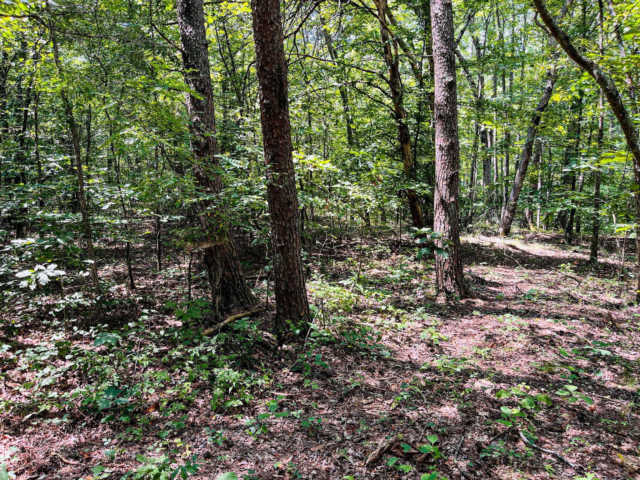 84 Sunset Bluff Monteagle, TN 37356 - Photo 4 of 11 a view of a tree