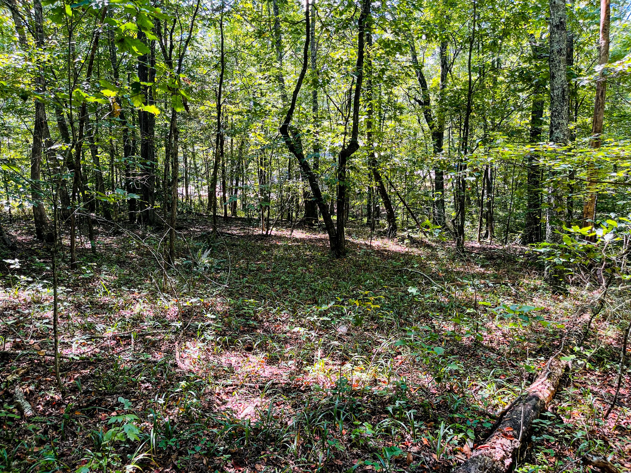 84 Sunset Bluff Monteagle, TN 37356 - Photo 6 of 11 a big yard with lots of green space and a fountain