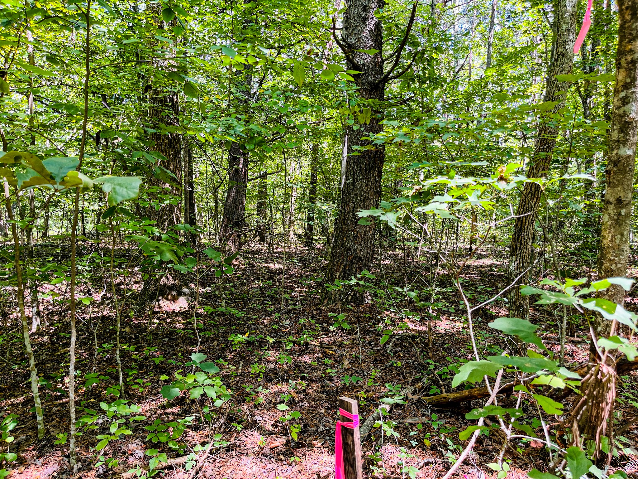 84 Sunset Bluff Monteagle, TN 37356 - Photo 7 of 11