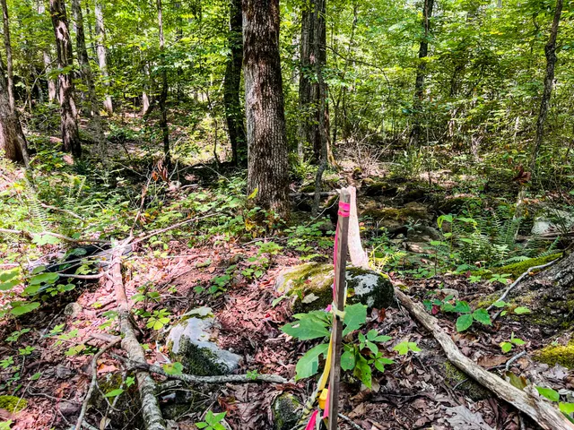 a view of a plant in a garden
