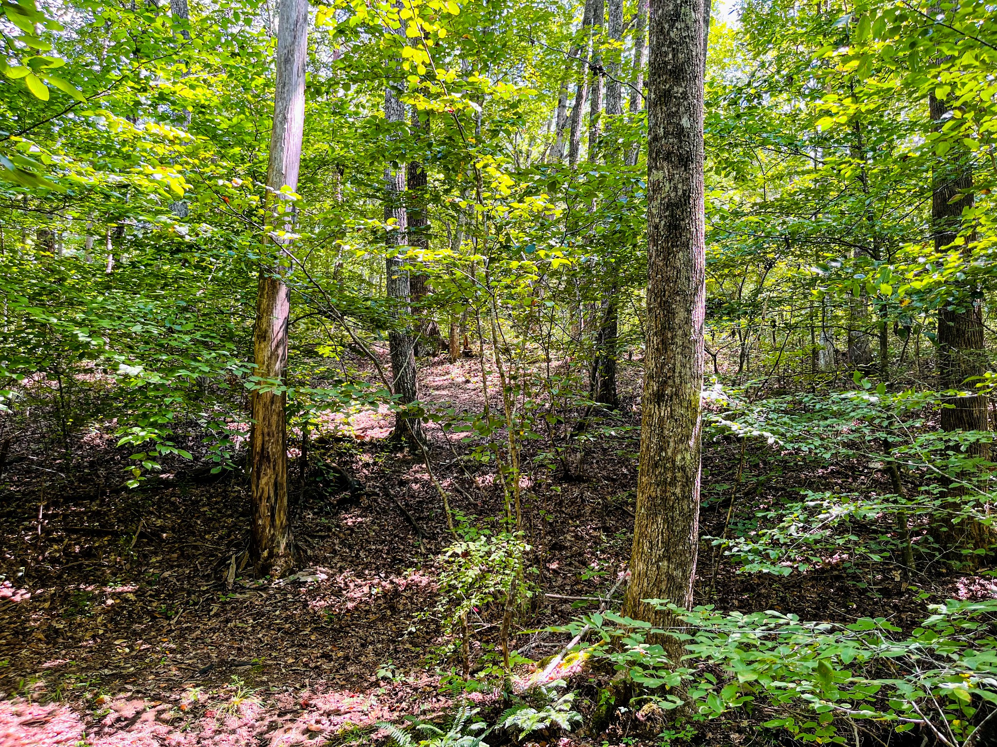 84 Sunset Bluff Monteagle, TN 37356 - Photo 10 of 11 a view of forest