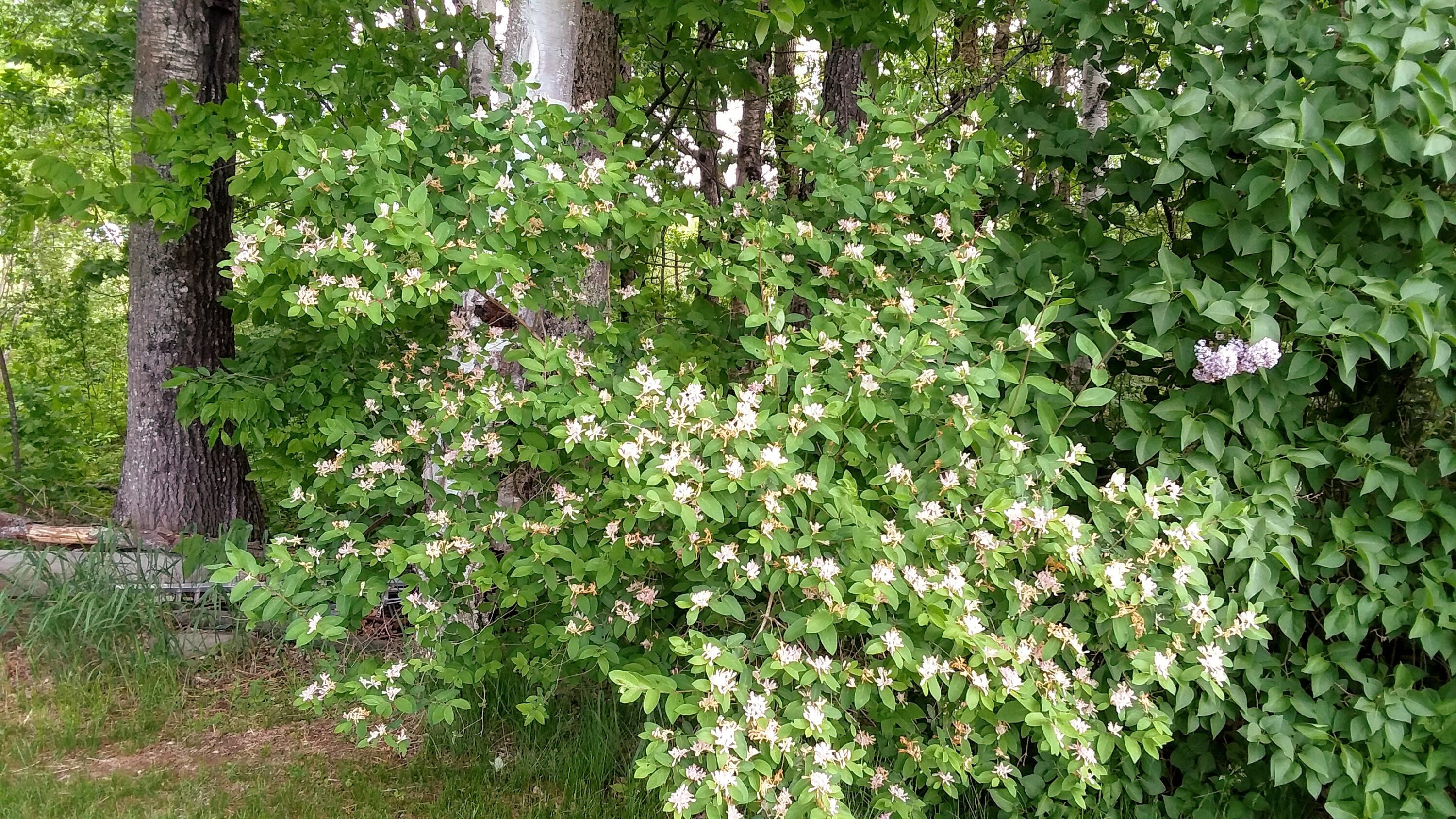 71 Upper-Charleston Road Charleston, ME 04422 - Photo 120 of 184 20210530_121855(0)