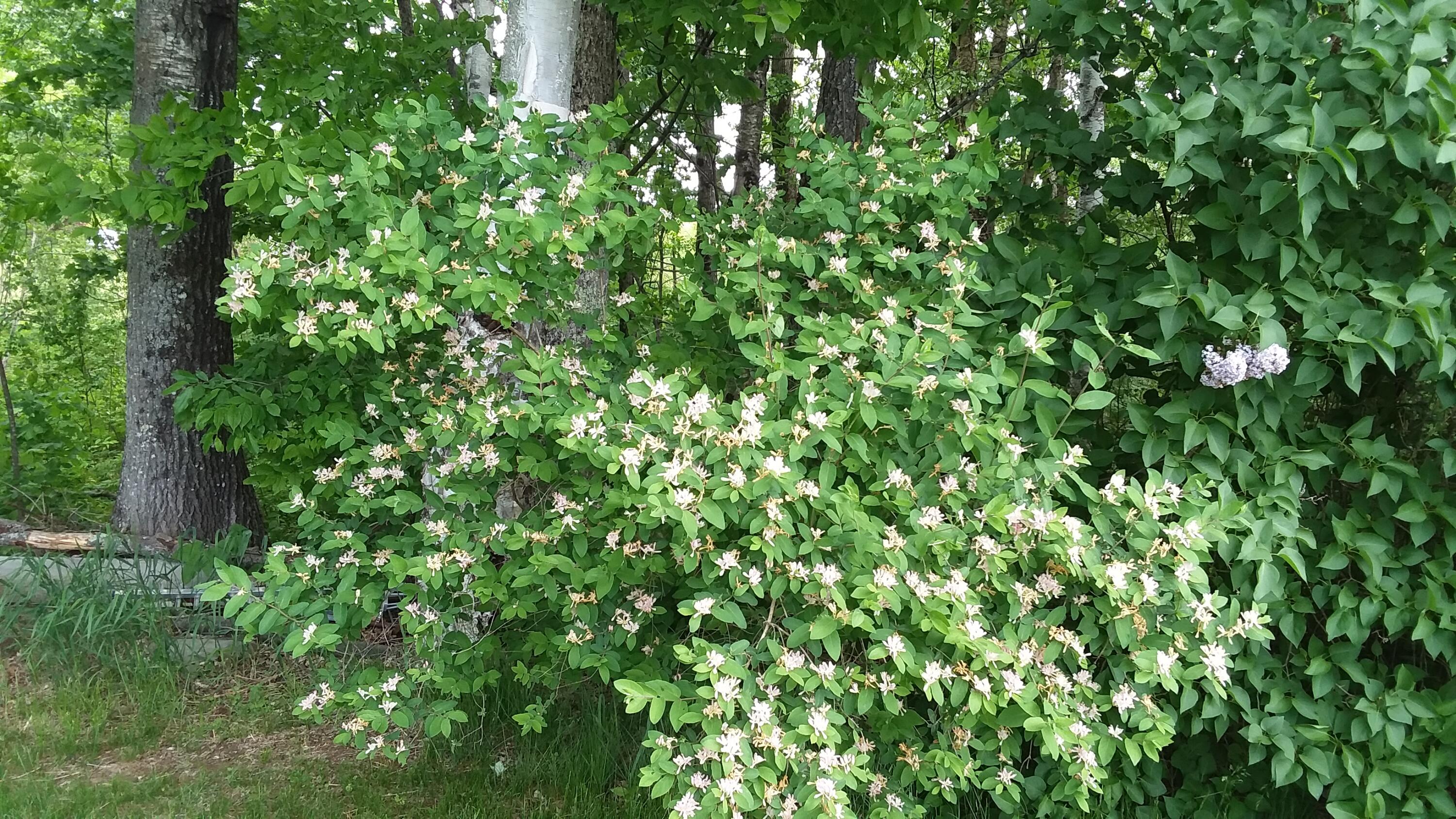 71 Upper-Charleston Road Charleston, ME 04422 - Photo 121 of 184 20210530_121855