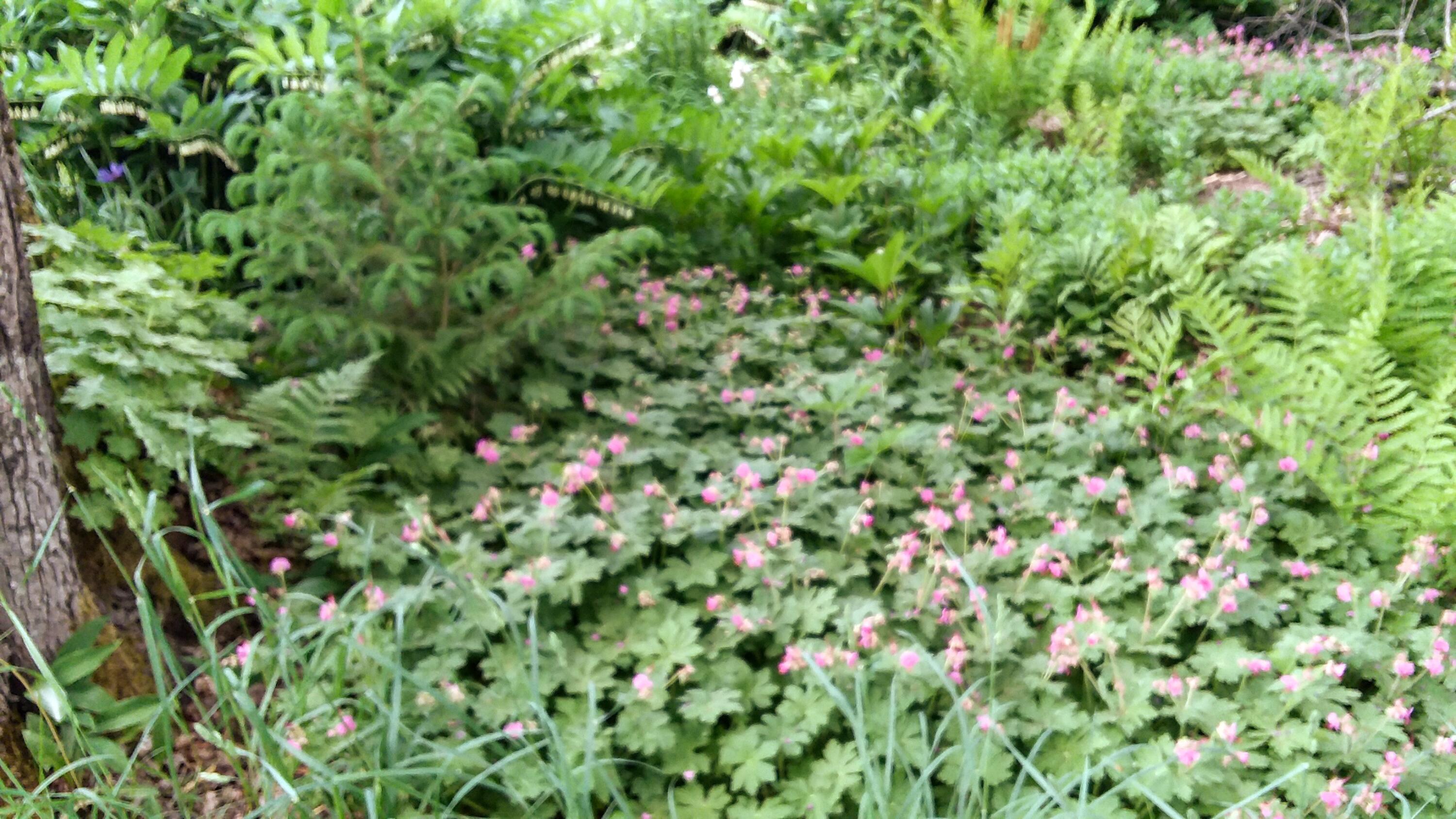 71 Upper-Charleston Road Charleston, ME 04422 - Photo 122 of 184 20210530_121915