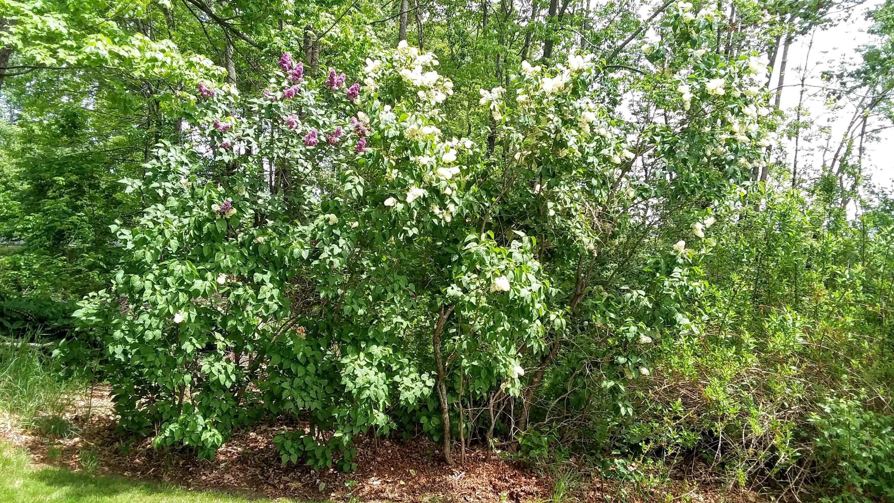 71 Upper-Charleston Road Charleston, ME 04422 - Photo 124 of 184 20210530_122024