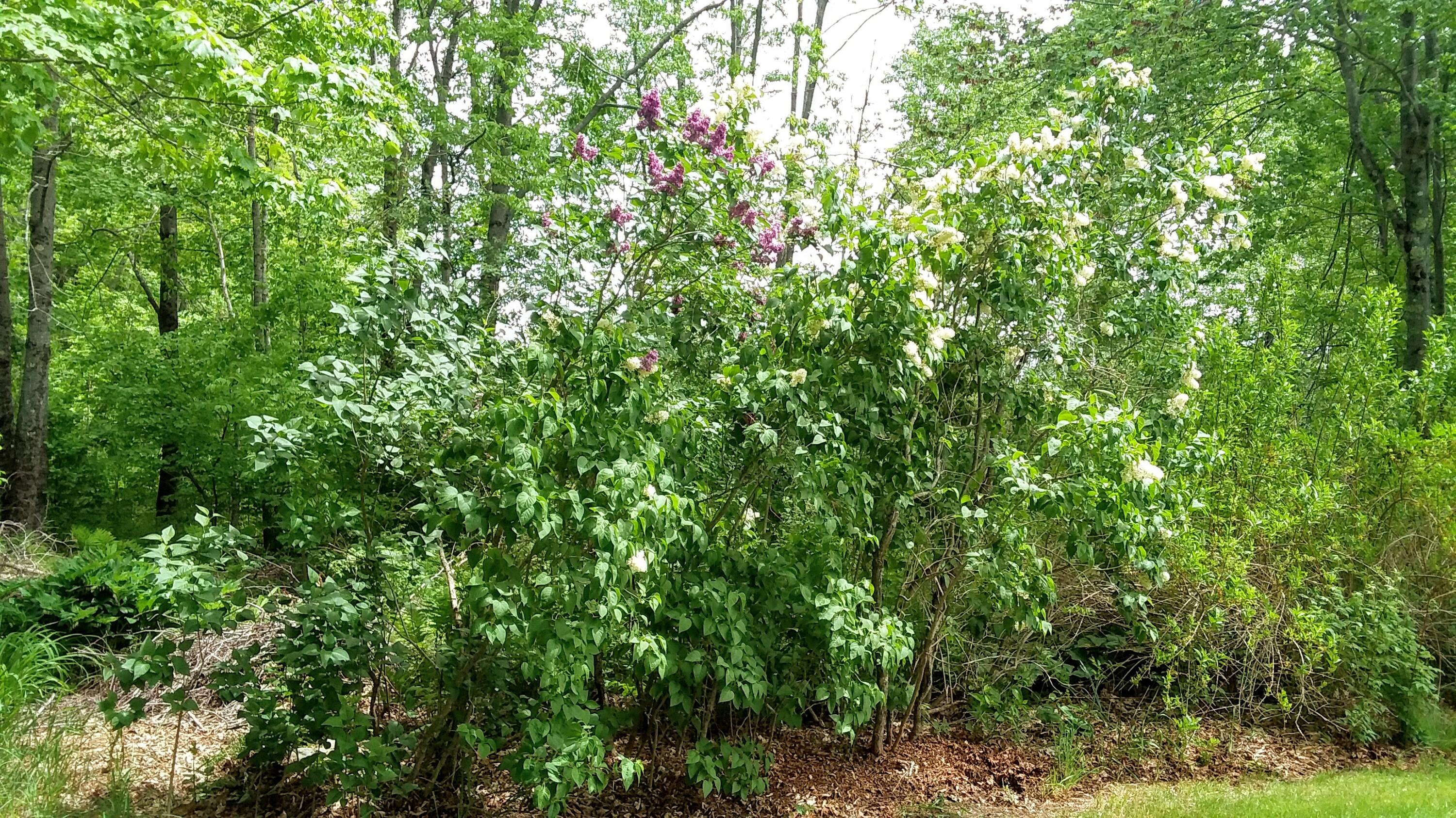 71 Upper-Charleston Road Charleston, ME 04422 - Photo 125 of 184 20210530_122033