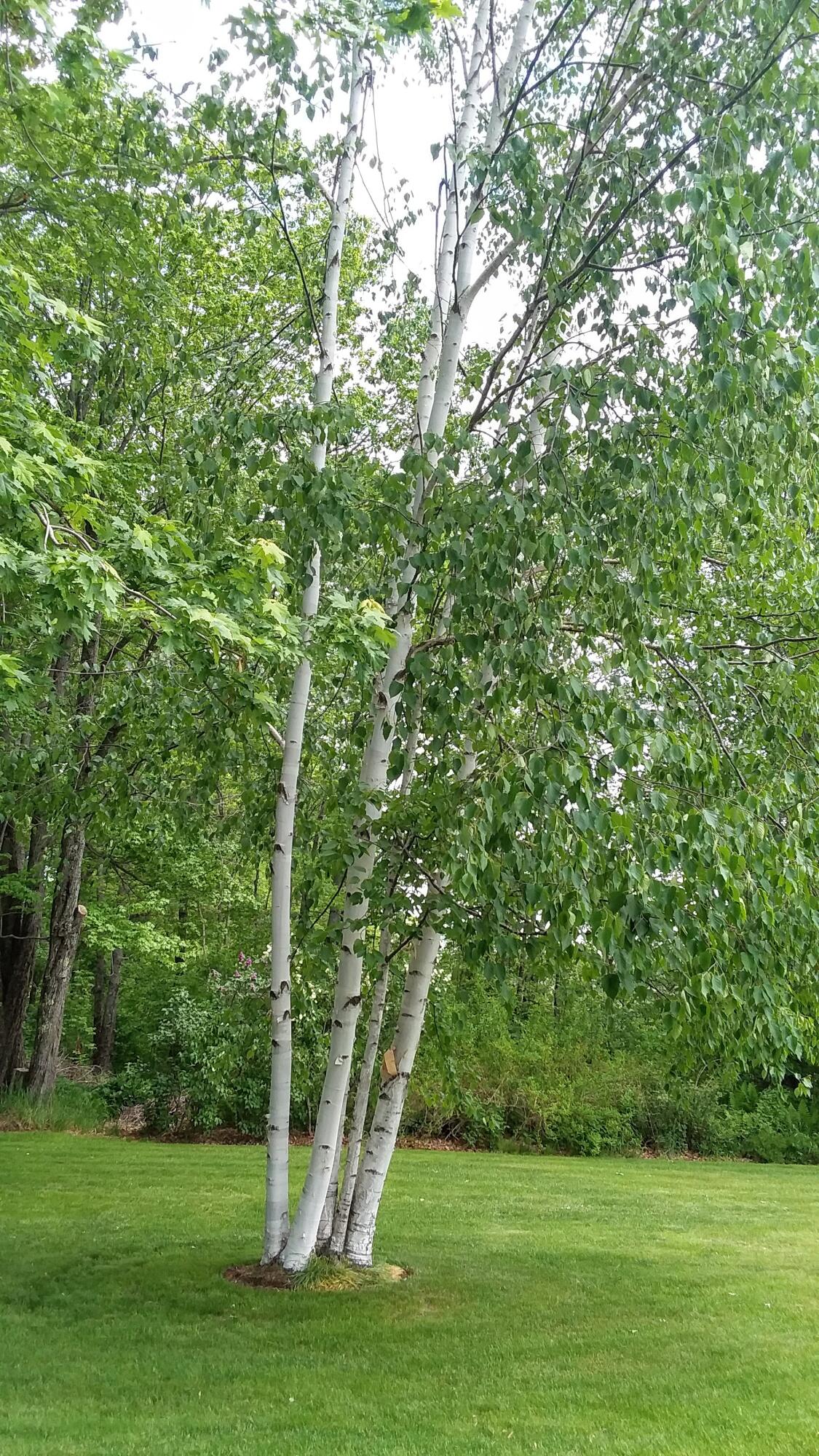 71 Upper-Charleston Road Charleston, ME 04422 - Photo 126 of 184 20210530_122100