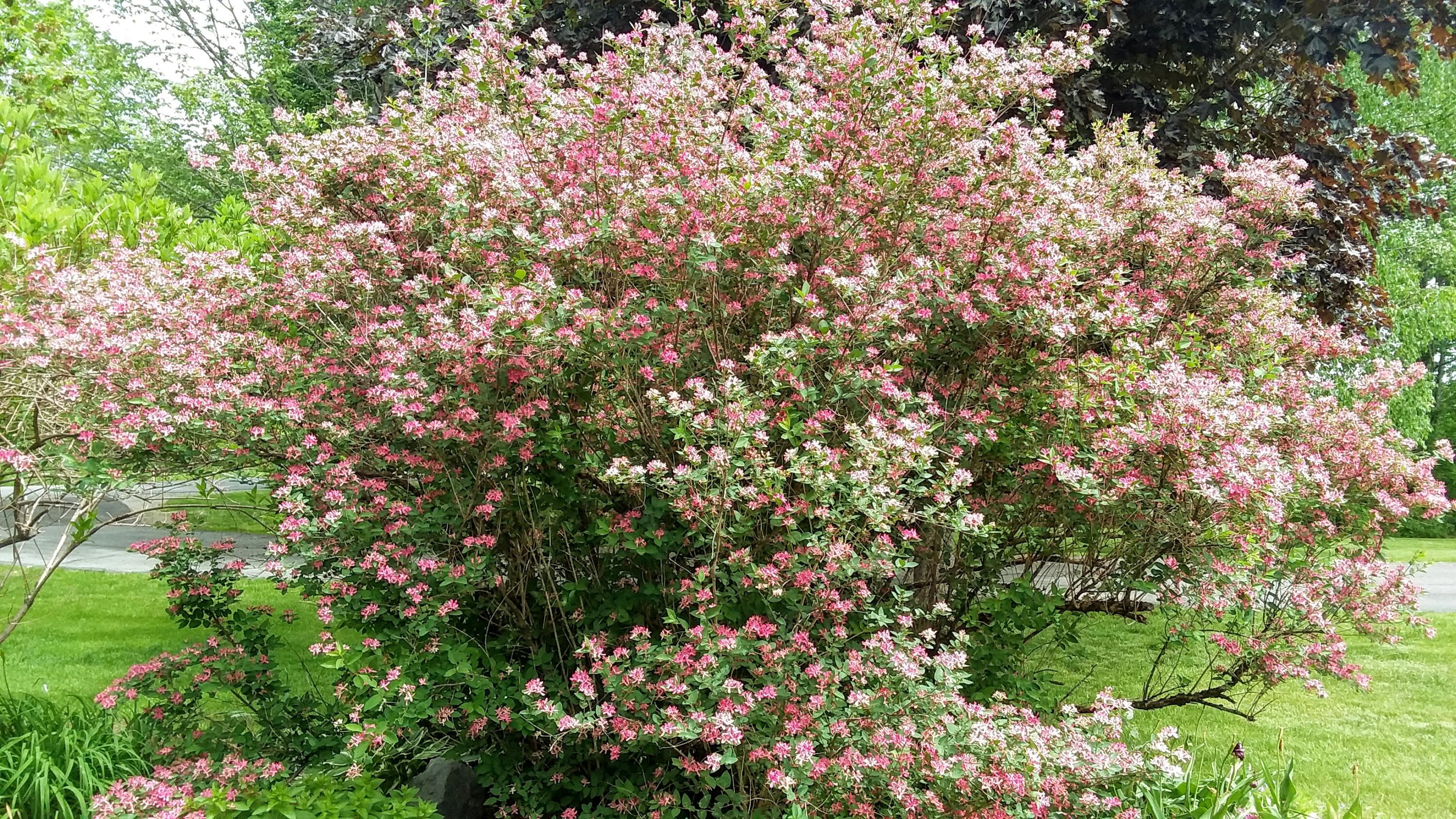 71 Upper-Charleston Road Charleston, ME 04422 - Photo 132 of 184 20210530_122354