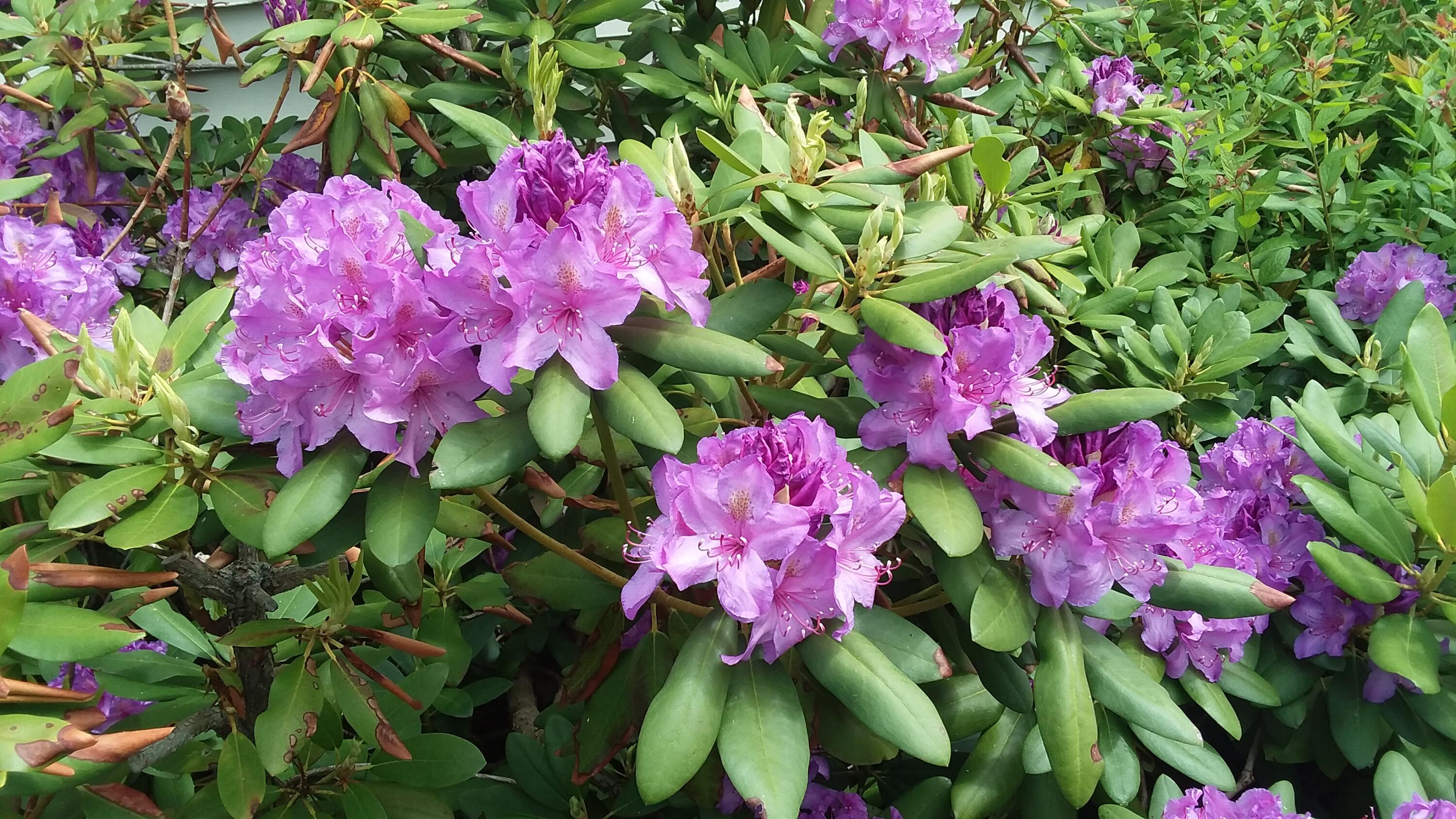 71 Upper-Charleston Road Charleston, ME 04422 - Photo 139 of 184 20210530_122712