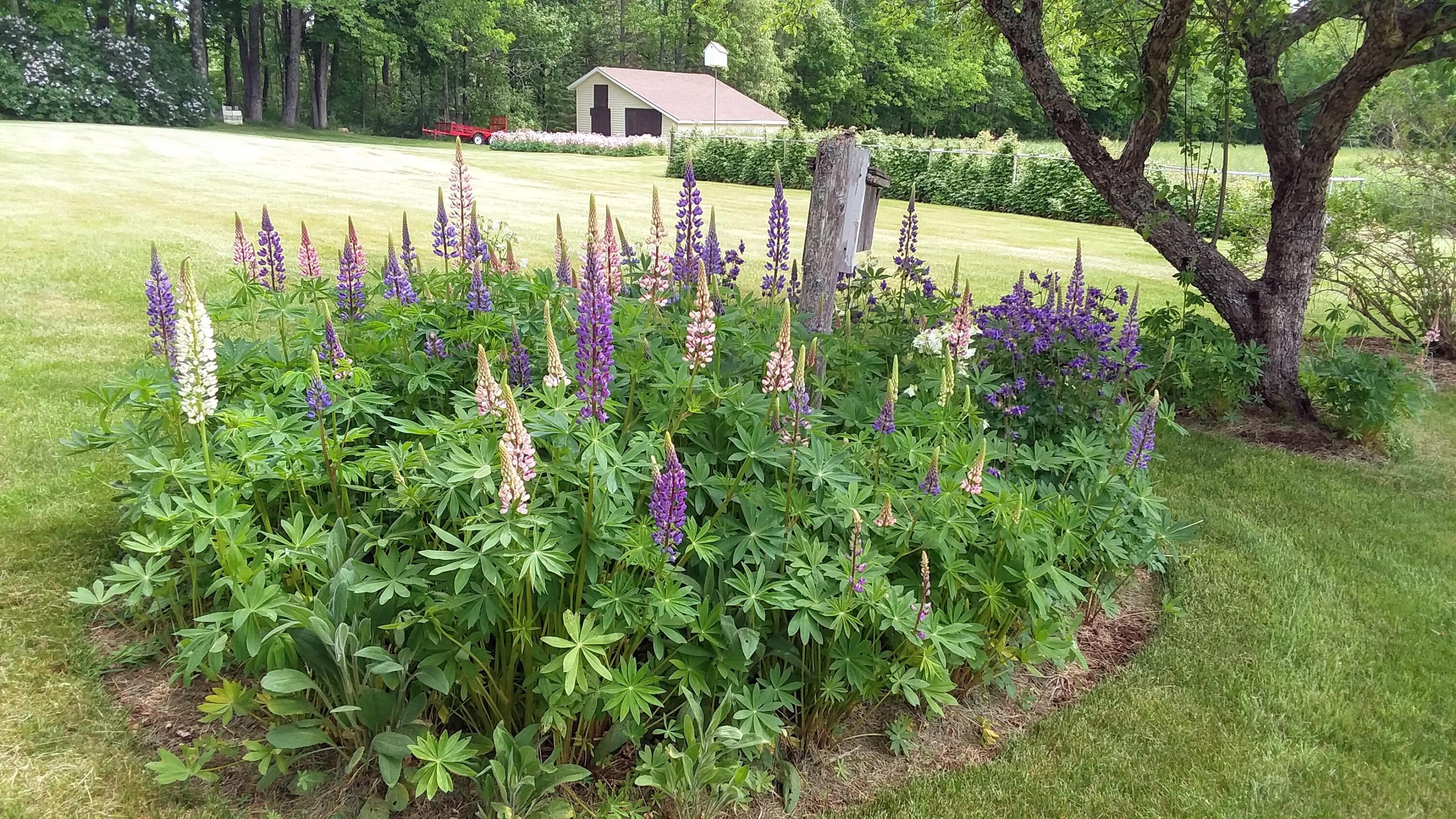 71 Upper-Charleston Road Charleston, ME 04422 - Photo 140 of 184 20210530_122737