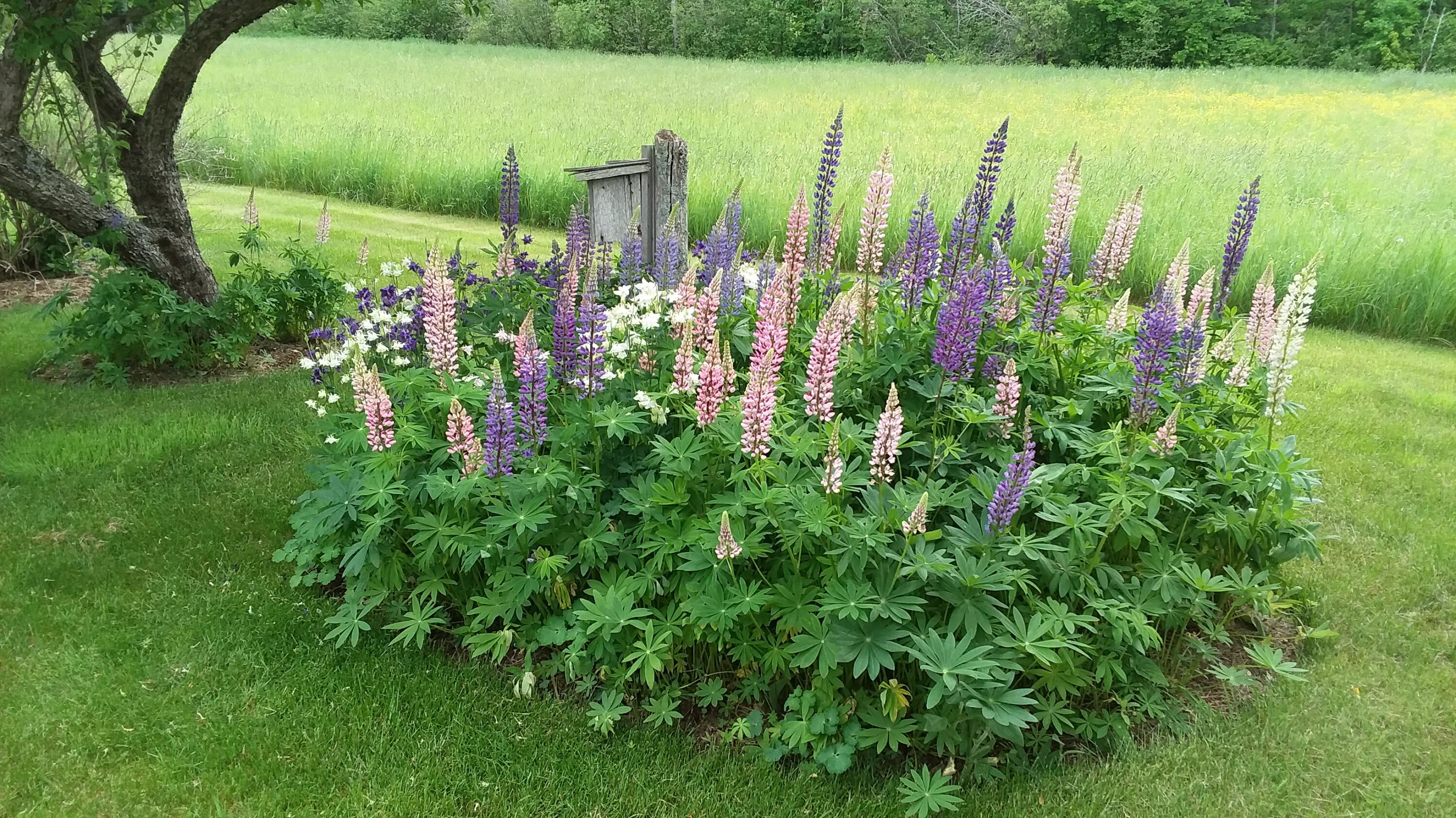 71 Upper-Charleston Road Charleston, ME 04422 - Photo 147 of 184 20210603_154247