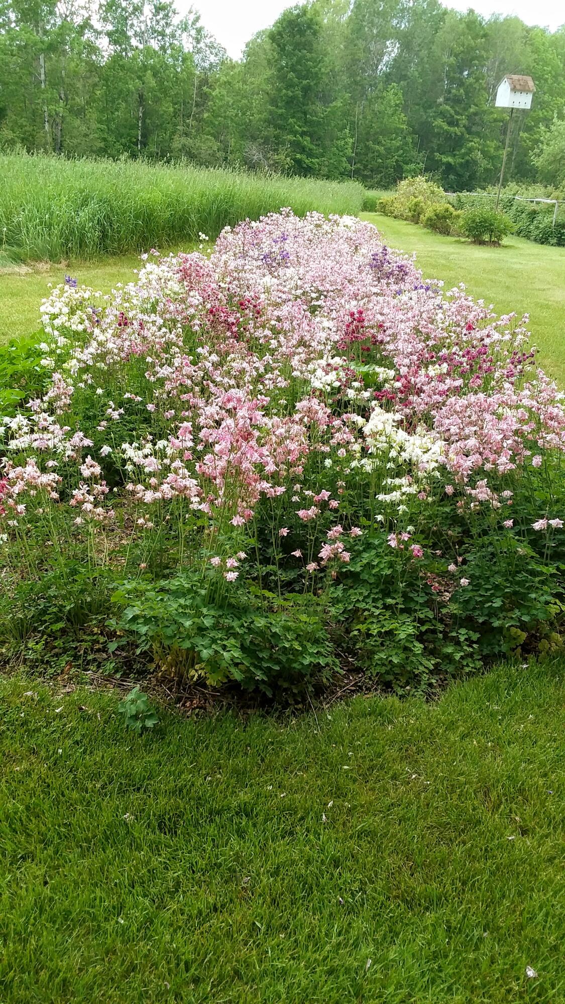 71 Upper-Charleston Road Charleston, ME 04422 - Photo 148 of 184 20210603_154514