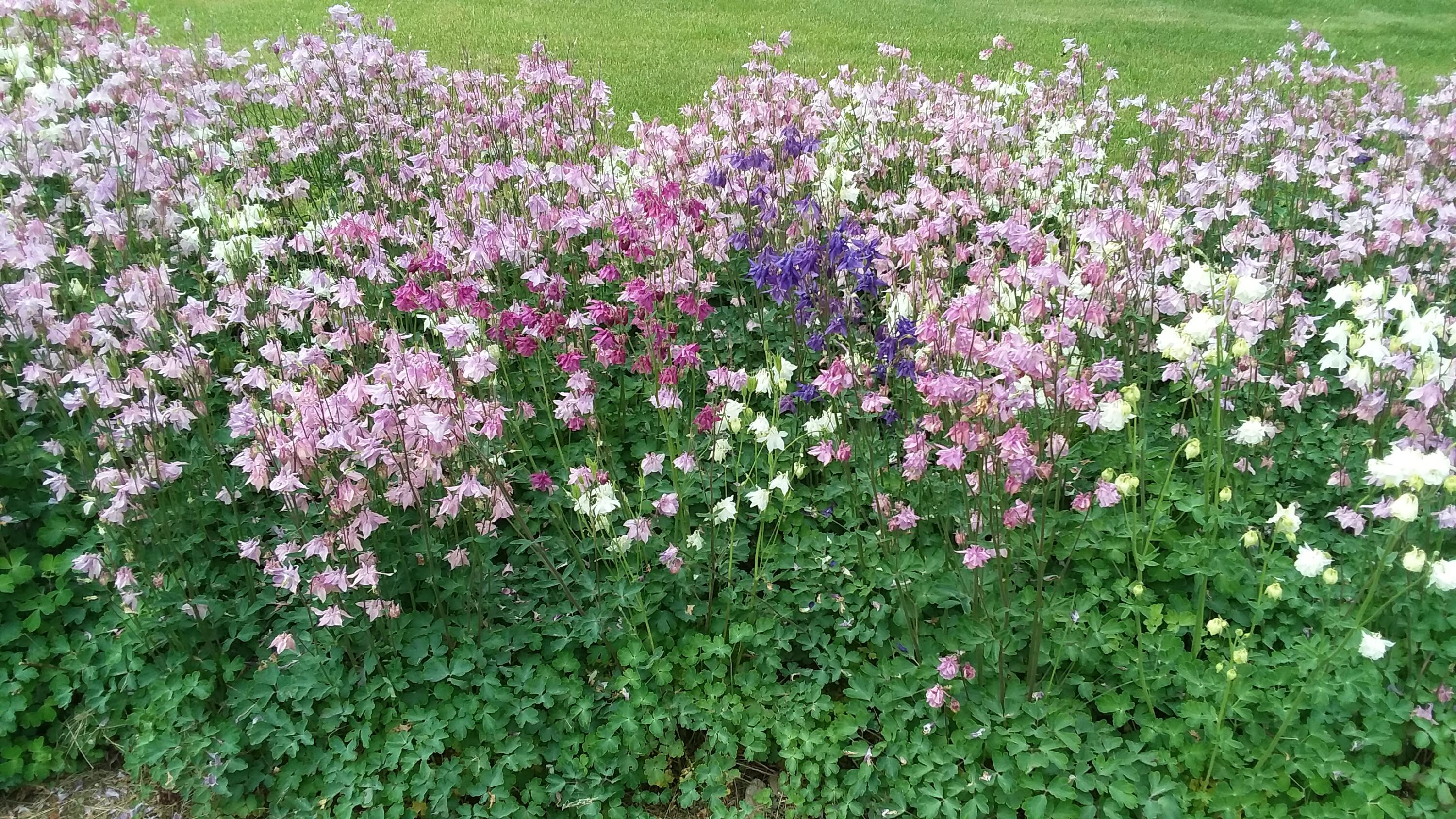 71 Upper-Charleston Road Charleston, ME 04422 - Photo 149 of 184 20210603_154617