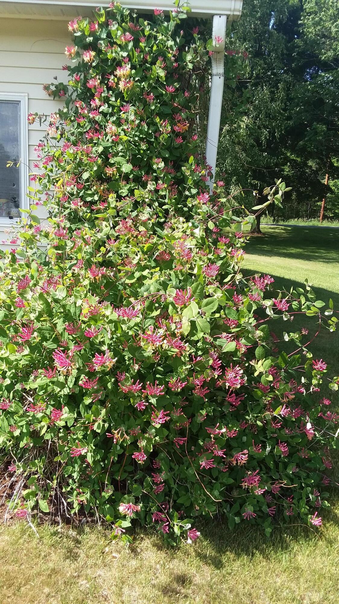 71 Upper-Charleston Road Charleston, ME 04422 - Photo 162 of 184 20210613_151806