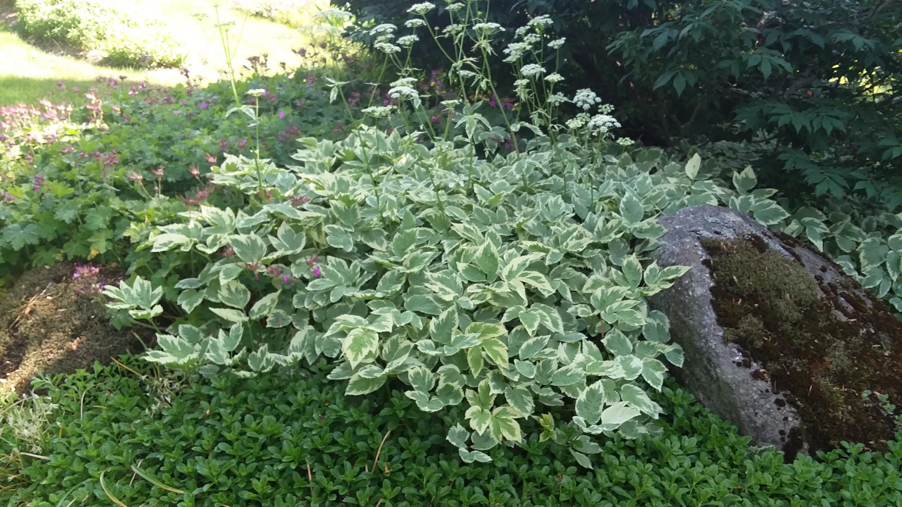 71 Upper-Charleston Road Charleston, ME 04422 - Photo 172 of 184 20210613_152622