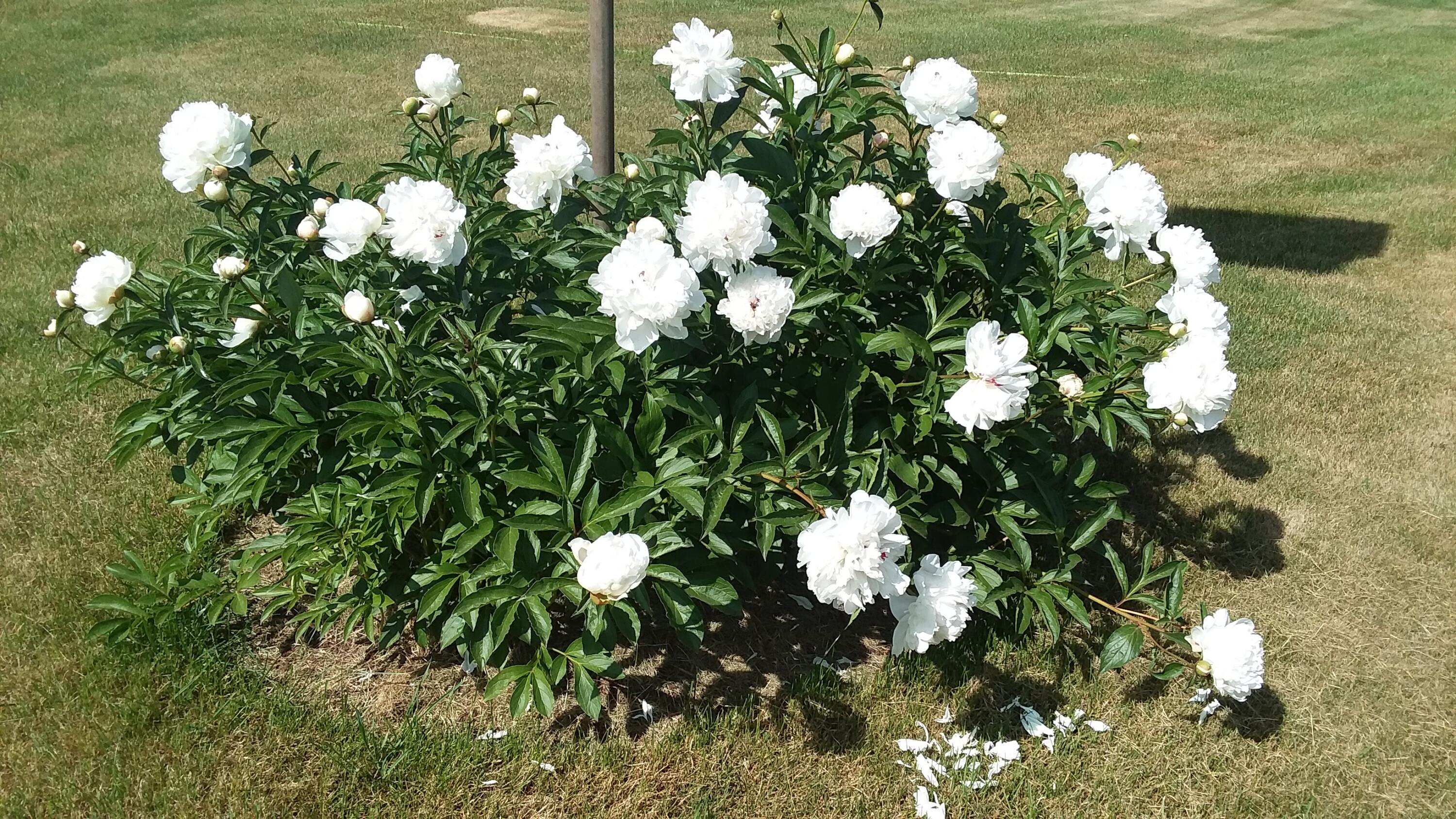 71 Upper-Charleston Road Charleston, ME 04422 - Photo 177 of 184 20210613_153107