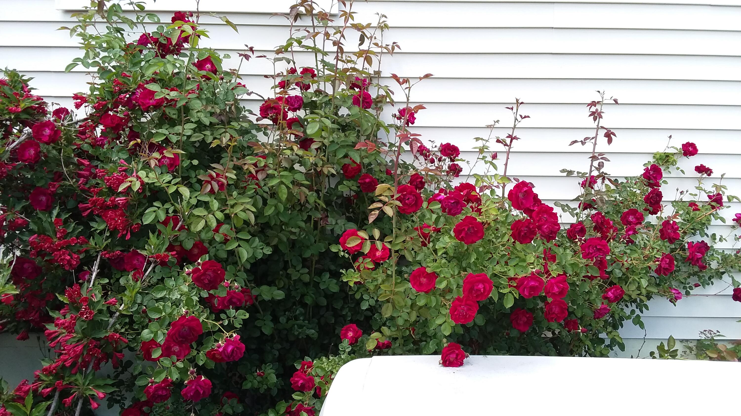 71 Upper-Charleston Road Charleston, ME 04422 - Photo 179 of 184 20210616_133433