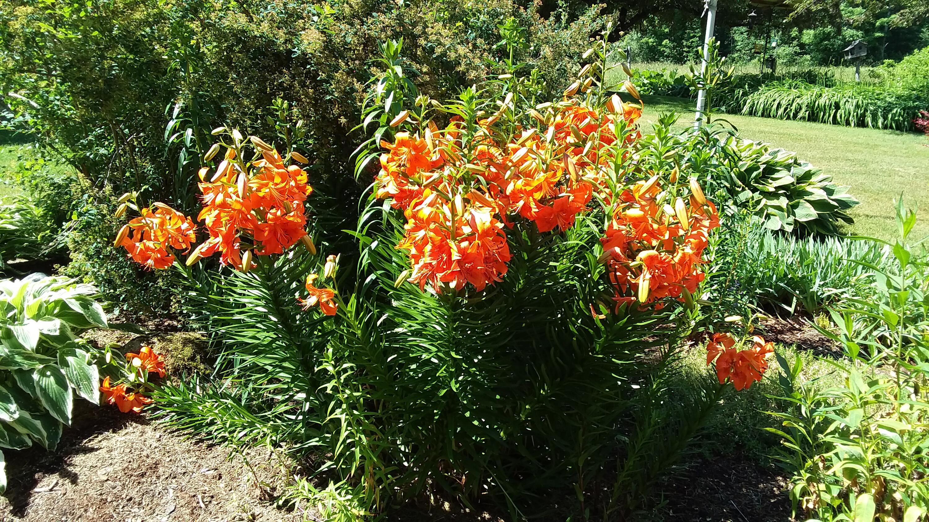 71 Upper-Charleston Road Charleston, ME 04422 - Photo 181 of 184 20210620_101028