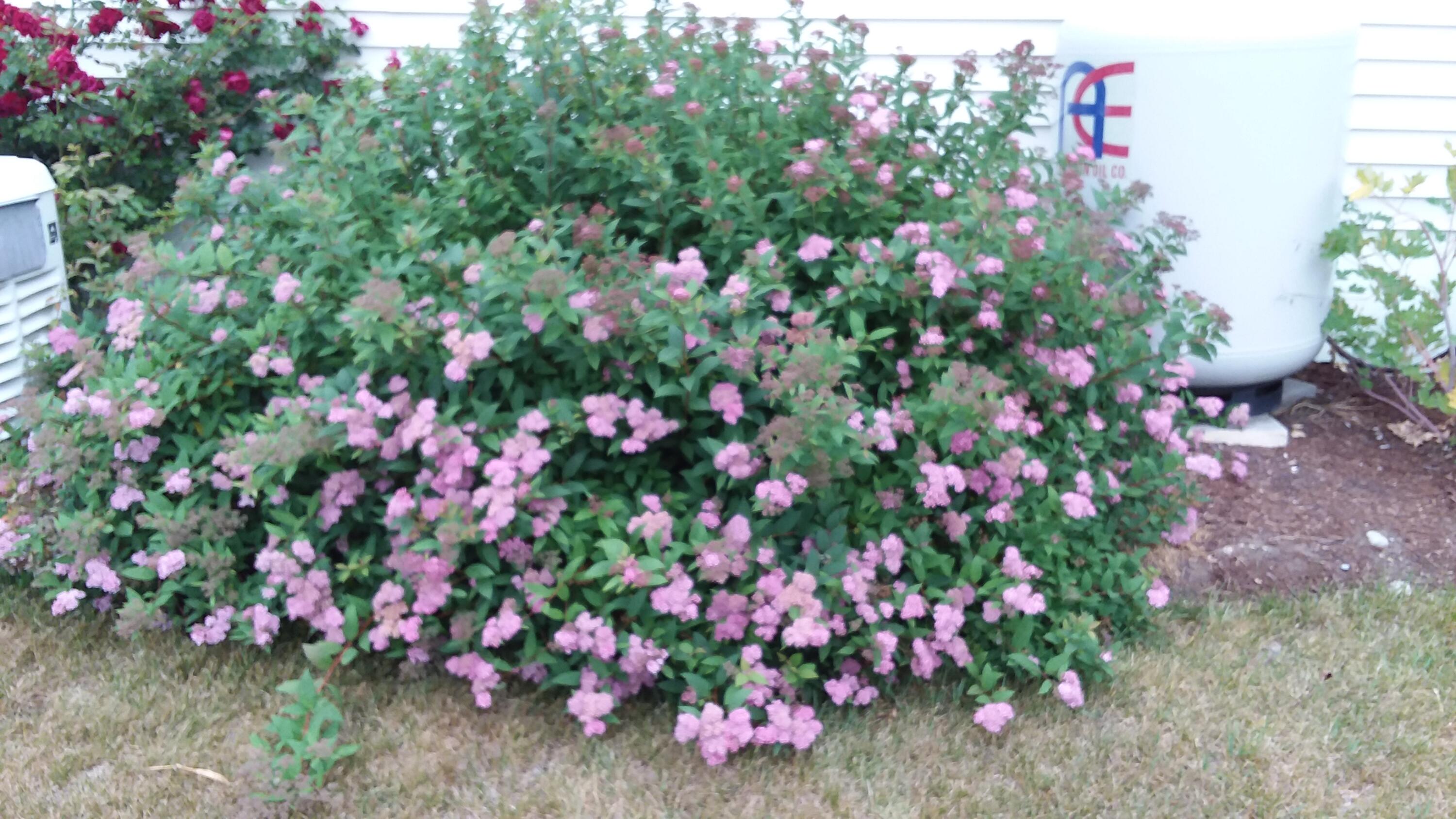 71 Upper-Charleston Road Charleston, ME 04422 - Photo 182 of 184 20210622_064817