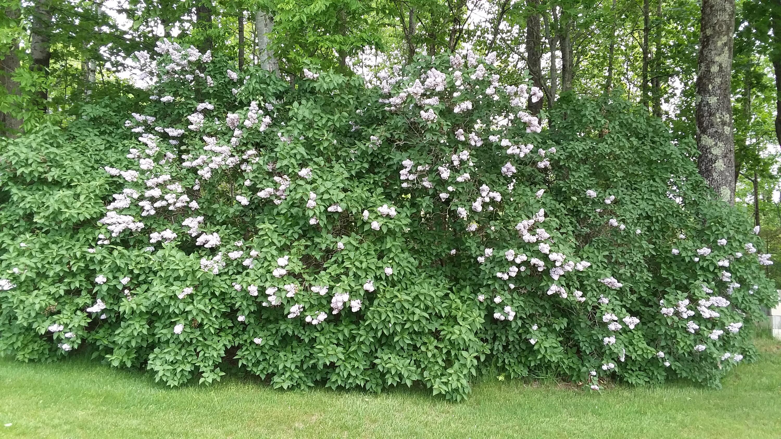 71 Upper-Charleston Road Charleston, ME 04422 - Photo 21 of 184 20210530_121842