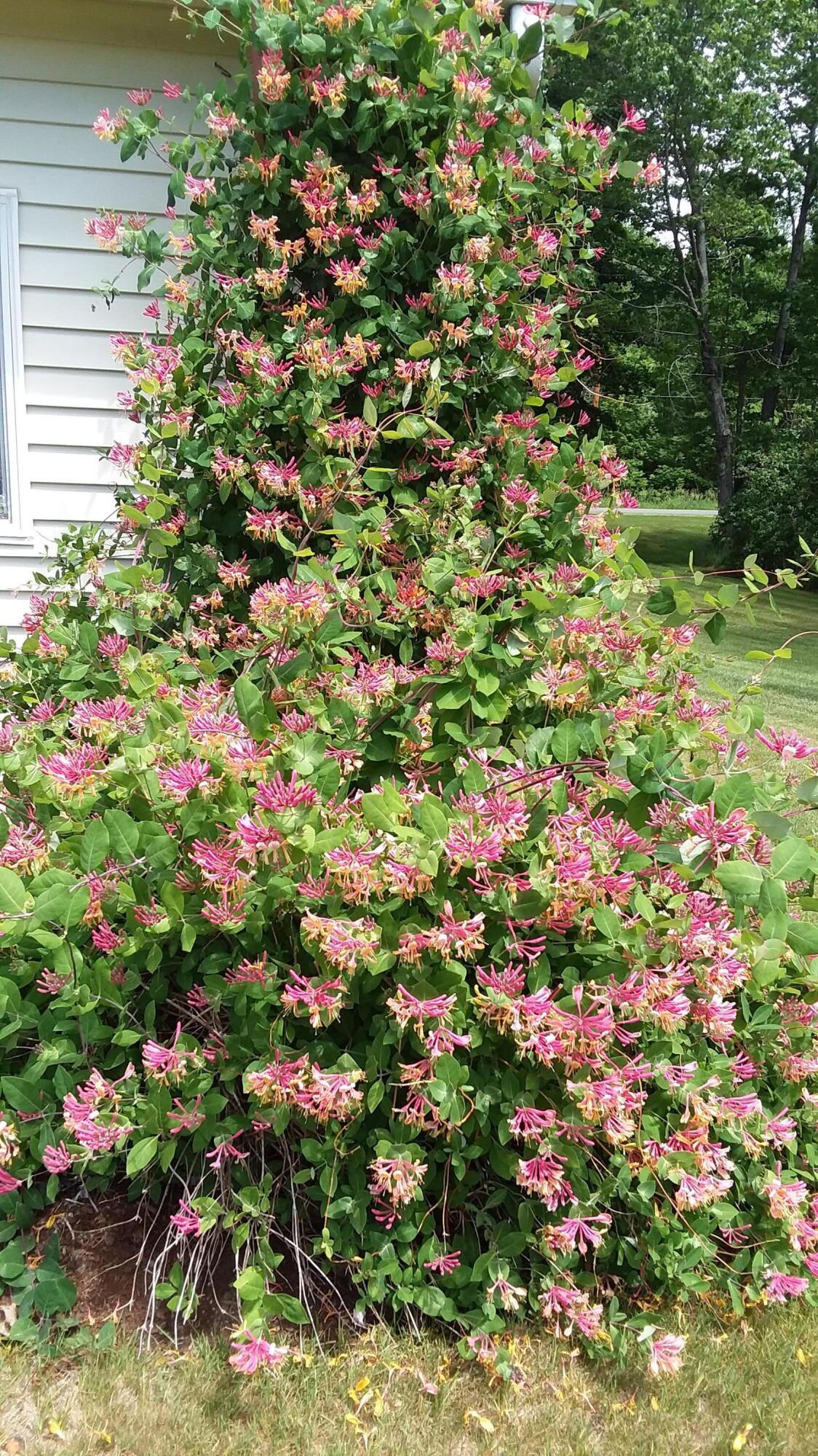 71 Upper-Charleston Road Charleston, ME 04422 - Photo 24 of 184 20210617_112400