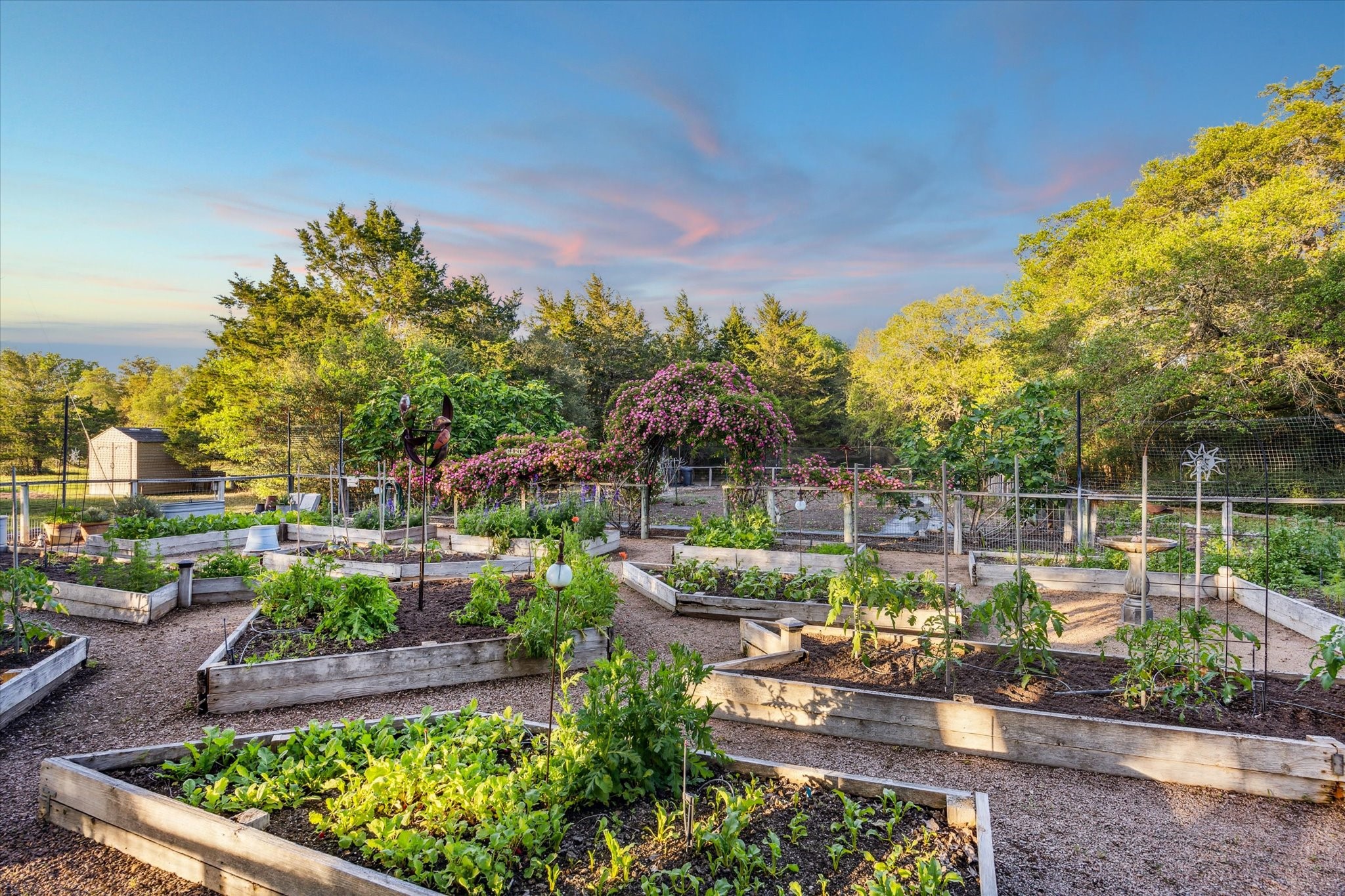 2915 Schulle Road Round Top, TX 78954 - Photo 31 of 50 Beautiful, raised garden beds with Peggy Martin climbing roses arched over the walkway into the rear garden.