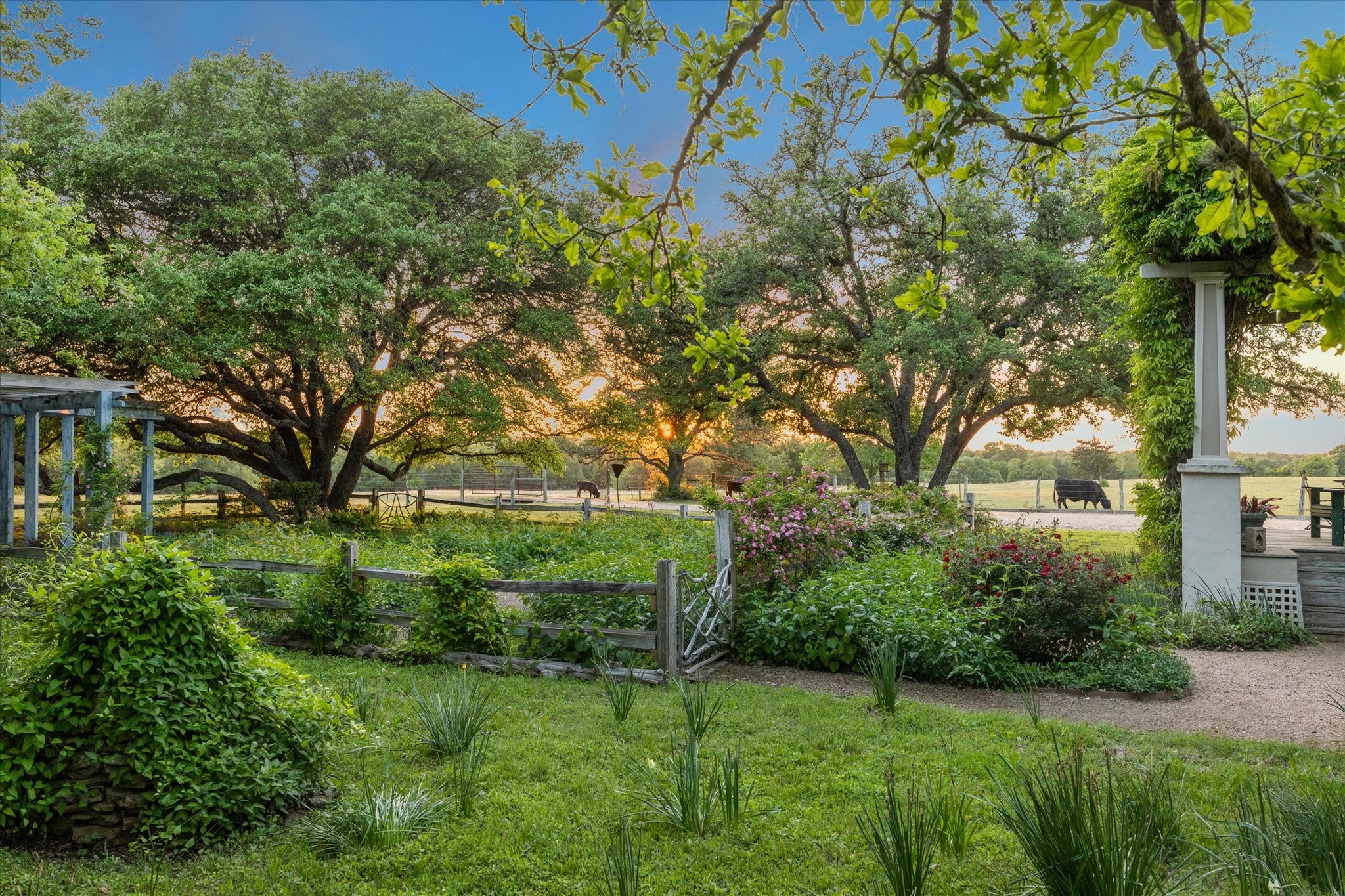 2915 Schulle Road Round Top, TX 78954 - Photo 42 of 50 Another stunning view of the rose garden at sunset.