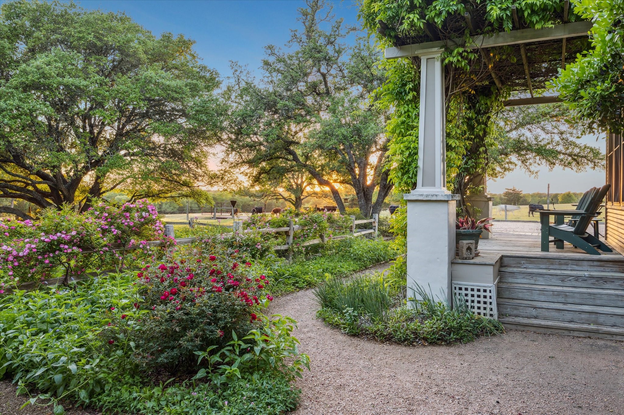 2915 Schulle Road Round Top, TX 78954 - Photo 49 of 50 Sunset view of the rose garden and live oaks.