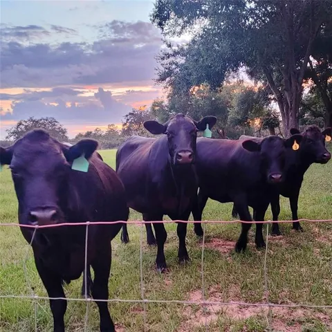 $679,900 | 17355 Southeast 260th Avenue Road, Umatilla, FL 32784