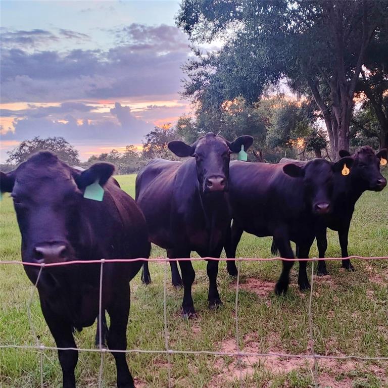 17355 Southeast 260th Avenue Road Umatilla, FL 32784 - Photo 64 of 69 a view of an chairs and table in the backyard